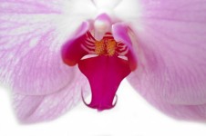 Orchid - Macro