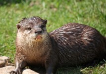 Otter Close-up Portrait