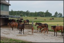Horses And Foals 08