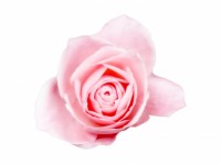 Painting Of A Pink Rose