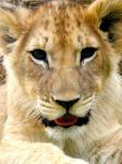 Painting Of Lion Cub