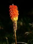 Painting Of Red Hot Poker Flower