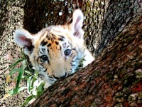 Painting Of Tiger Cub Hiding