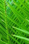 Palm Leaves Texture
