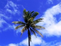 Palm Tree And Clouds