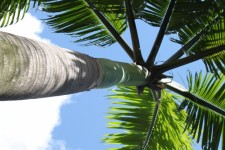 Palm Tree From The Bottom Up