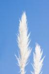 Pampas Grass Blue Sky