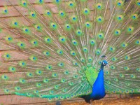 Peacock Spreading Its Tail 4