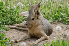 Patagonian Hare  - Animals