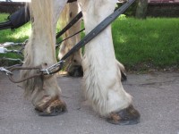 Leg And Shoe Horses