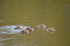 Ducks In Group