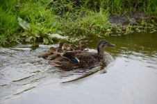 Ducks In Convoy With Mother Duck