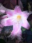 Pink Lily With Special Effects