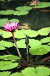 Pink Lotus Flower And Leaves