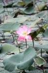 Pink Lotus Flower Faded