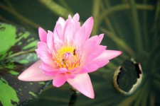 Pink Lotus In Blossom With Bees