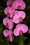 Pink Orchid Flower In Blossom