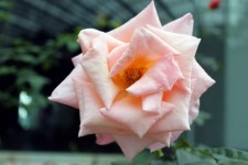 Pink Rose Flower Faded