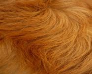 Dog Hair (1)