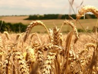 Field Of Grain