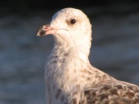 Portrait Of Seagull