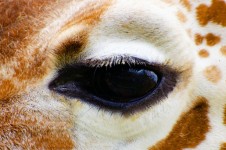 Eye From Beautiful Giraffe