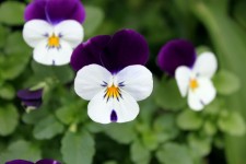 Purple And White Petal Flower