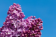 Purple Lilac And Sky