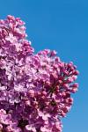 Purple Lilac With Sky