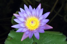 Purple Lotus Flower Close Up