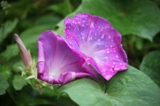 Purple Morning Glory Flower Twin