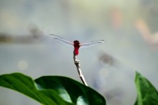Red Dragonfly On The Stick