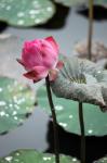 Red Lotus Bud And Leaf On The Pond