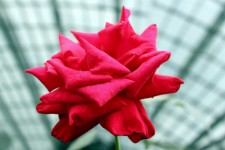 Red Rose Flower In Blossom