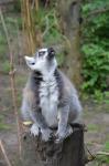Ring-tailed Lemurs 3