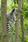 Ring-tailed Lemurs 5