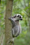 Ring-tailed Lemurs 6