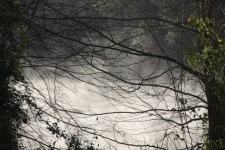 River Fog Through Trees
