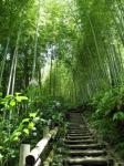 Road In Bamboo