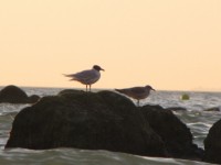 Rock And Seagull