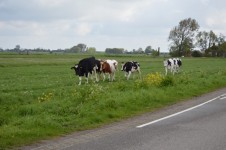 Two Running Cows