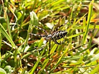 The Male Wasp Spider