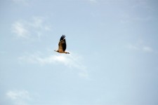 Sea Eagle Flying On The Sky