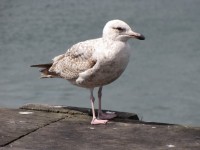 Seagull 6