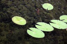 Sleeping Lotus Leaves On The Pond