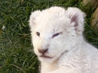 Sleepy White Lion Cub
