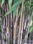 Slim Bamboo Stem And Root