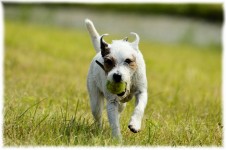 Dog Playing With Ball