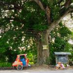 Thick Tree And Tricycle