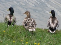 Three Ducks At The Water's Edge